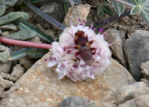 iNaturalist observation photo of Myopa vicaria