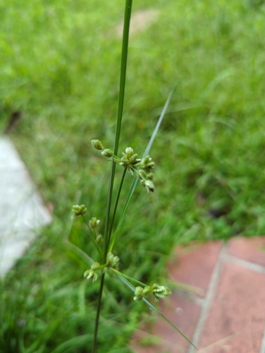 Cyperus surinamensis