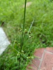 Cyperus surinamensis
