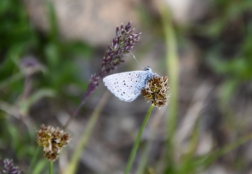 iNaturalist observation photo of Greenish Blue