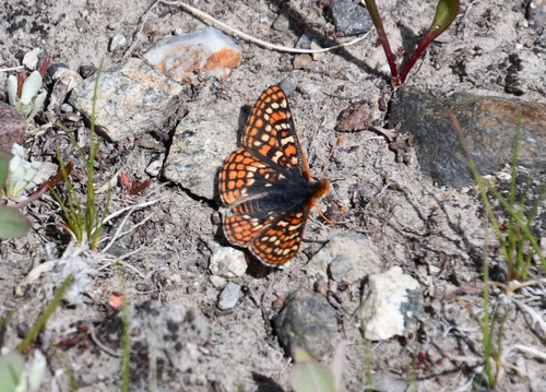 iNaturalist observation photo of Edith's Checkerspot