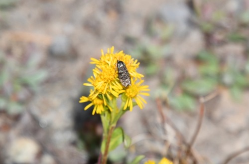 iNaturalist observation photo of Winged and Once-winged Insects