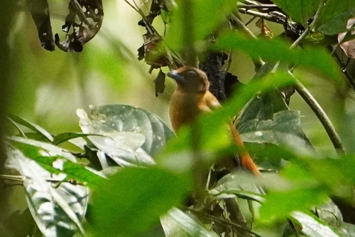 Scarlet-rumped Trogon (Harpactes duvaucelii), photo 5
