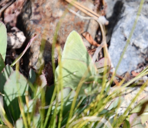 iNaturalist observation photo of Sierra Sulphur