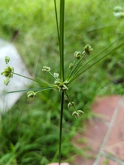 Cyperus surinamensis, photograph (c) Alan Wu, some rights reserved (CC BY)