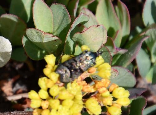 iNaturalist observation photo of Butterflies and Moths