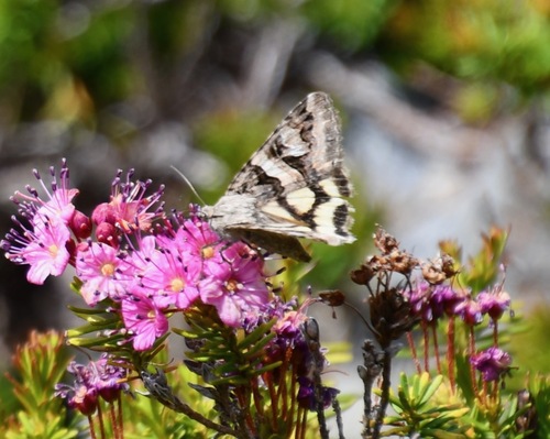 iNaturalist observation photo of Drasteria divergens