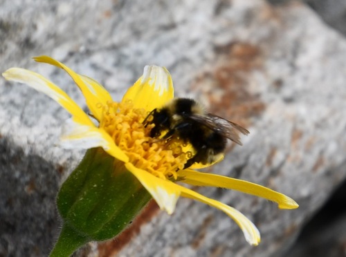 iNaturalist observation photo of Yellowish Cuckoo Bumble bee