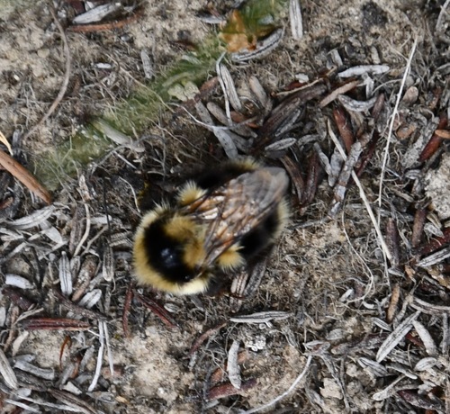 iNaturalist observation photo of Black-tailed Bumble Bee