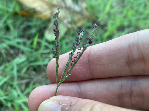Digitaria didactyla observed 2026-07-02