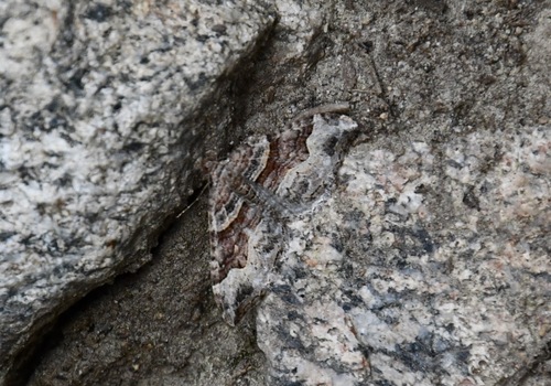 iNaturalist observation photo of Xanthorhoe defensaria