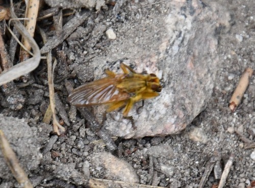 iNaturalist observation photo of Golden Dung Fly