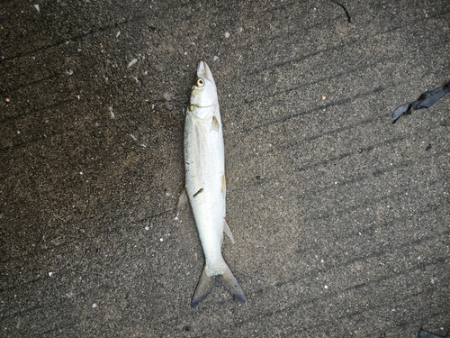 Kanyu (Elopichthys bambusa) — Cyprinidae — 2