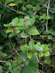 Callicarpa japonica, photograph (c) portioid, some rights reserved (CC BY)