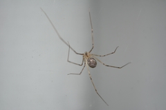 Physocyclus