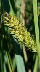 Carex hyalinolepis
