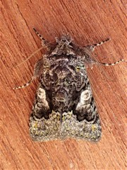 Behrensia conchiformis