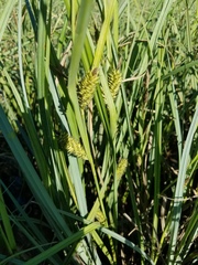 Carex hyalinolepis