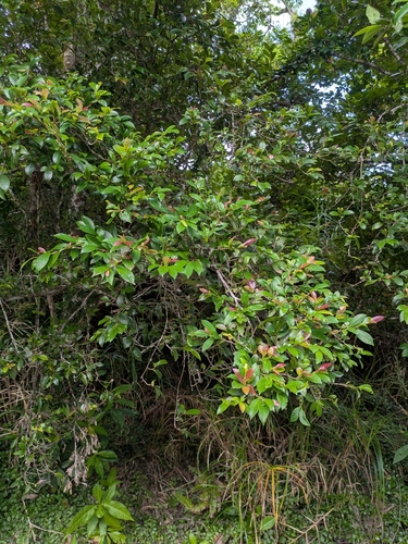Eurya emarginata, photograph 5