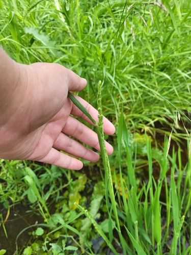 american slough grass