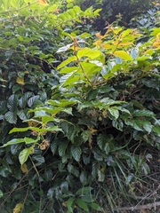Uncaria lanosa