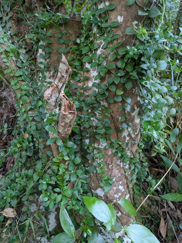 Psychotria serpens, photograph 6