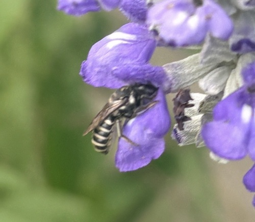 Megachile prosopidis