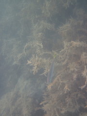 Trachurus