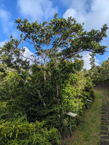 Ficus pedunculosa, photograph 5