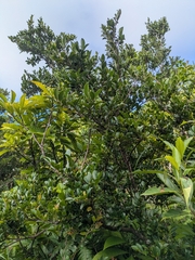 Eurya emarginata, photograph (c) portioid, some rights reserved (CC BY)