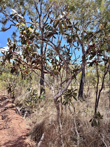Broad Leaved Tea Tree