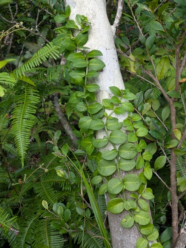 Psychotria serpens, photograph 5