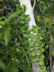 Psychotria serpens, photograph (c) portioid, some rights reserved (CC BY)