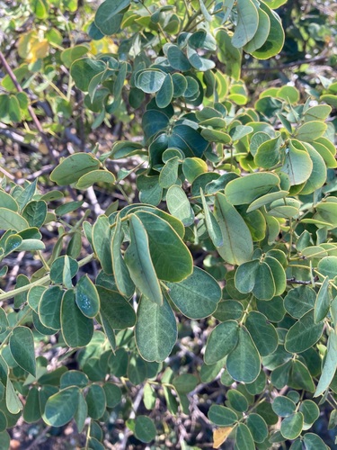 Easter Cassia