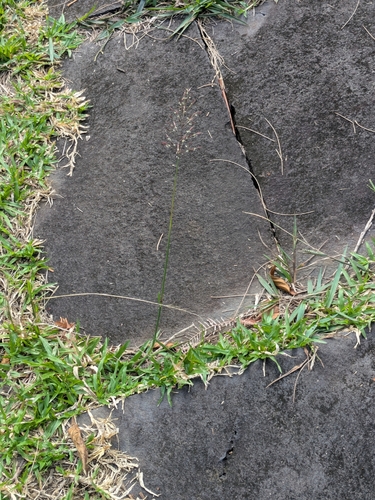 Chrysopogon aciculatus, photograph 5