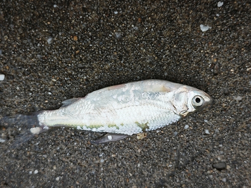 Simoni sharpbelly (Pseudobrama simoni) — Cyprinidae — 5