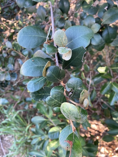 wild prune