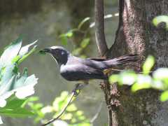 Saltator coerulescens