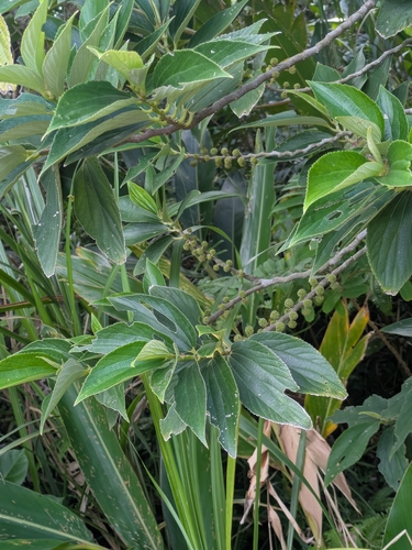 Leucosyke quadrinervia observed 2026-07-03
