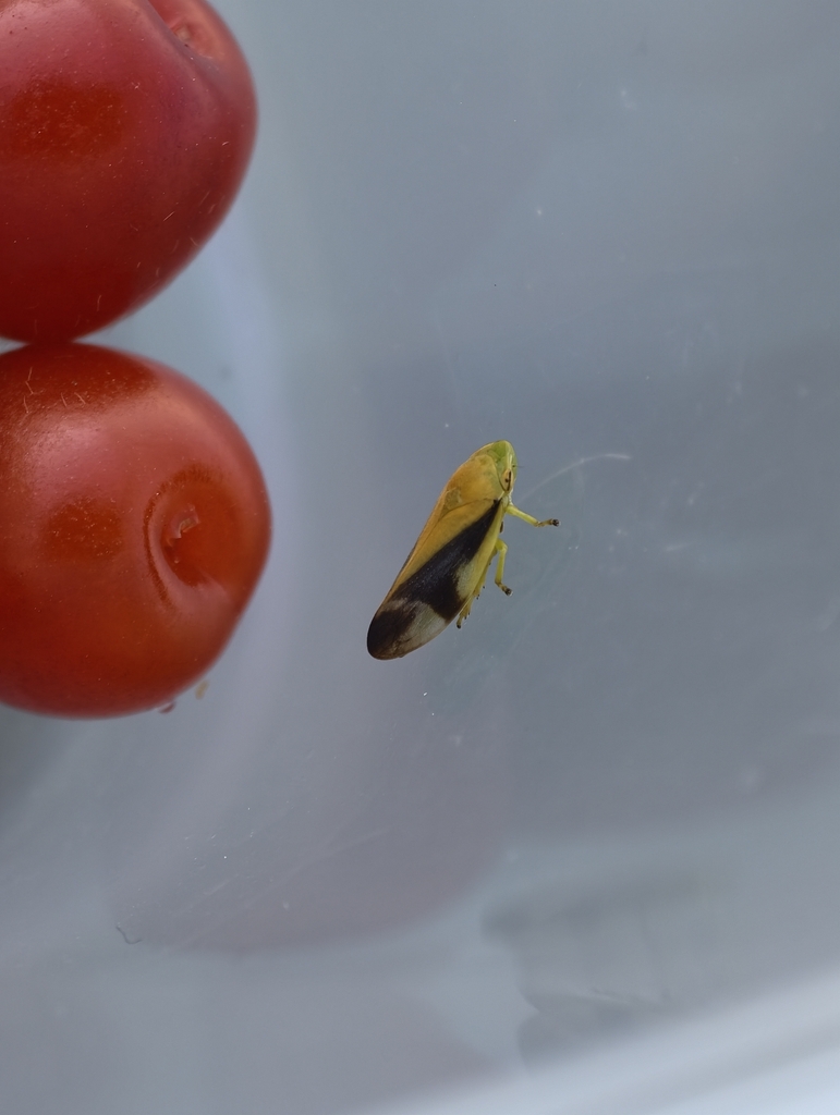 Aphilaenus ikumae