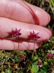 Trifolium depauperatum