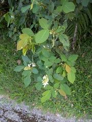 Dendrolobium umbellatum, photograph (c) portioid, some rights reserved (CC BY)