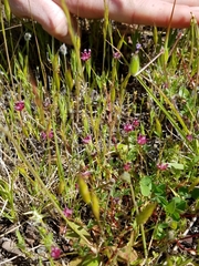 Trifolium depauperatum