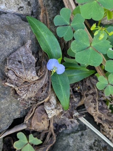 Commelina auriculata, photograph 3