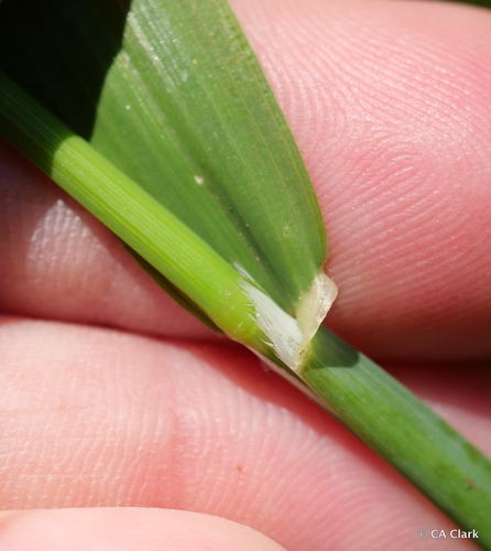 Ehrharta erecta