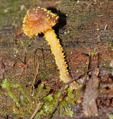Neobarya agaricicola