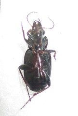 Tetragonoderus thunbergi