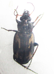 Tetragonoderus thunbergi