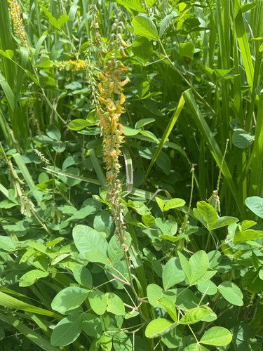 Crotalaria pallida observed 2026-07-02