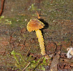 Neobarya agaricicola